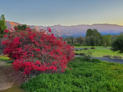 Bright bougainvillea with the mountains beyond in Ojai