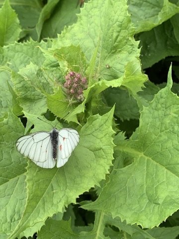 A butterfly resting among summer flowers